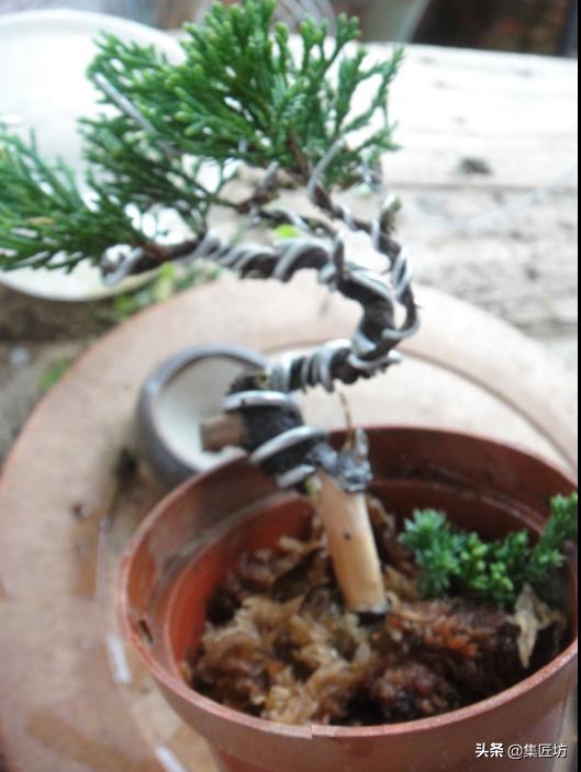 盆景树桩舍利怎么制作,盆景老桩镂空舍利的制作