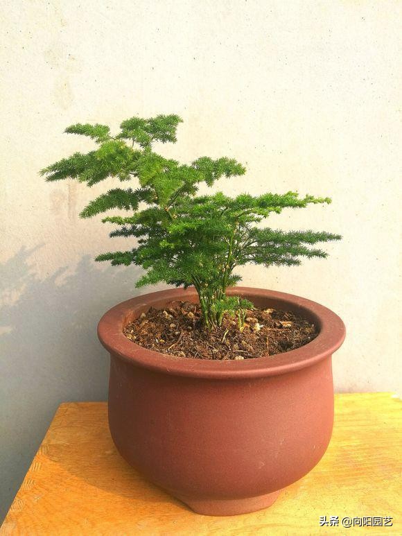 文竹不好养容易黄叶子,文竹不好养