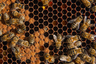 中蜂如何正确更换巢脾,怎样调蜂脾让蜂群壮大