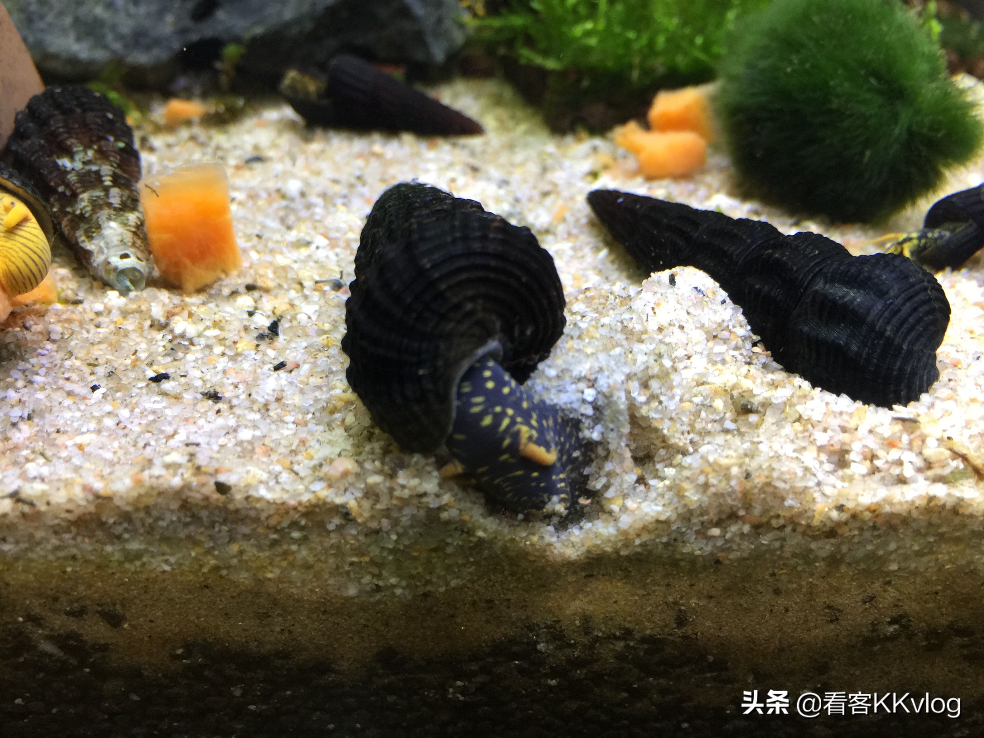 缸壁除藻能力最强的螺排名,哪种螺除藻效果好不乱繁殖