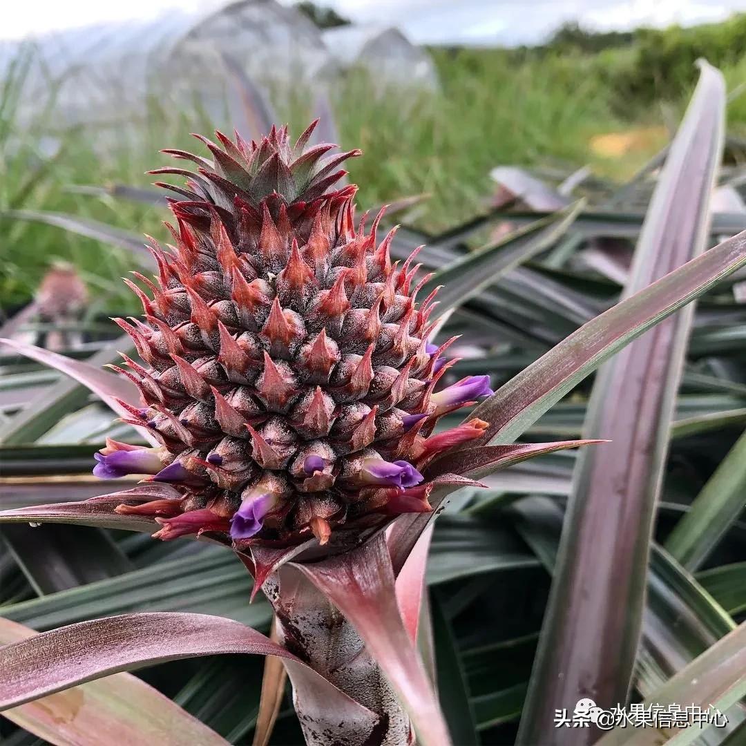 日本进口的菠萝,日本菠萝