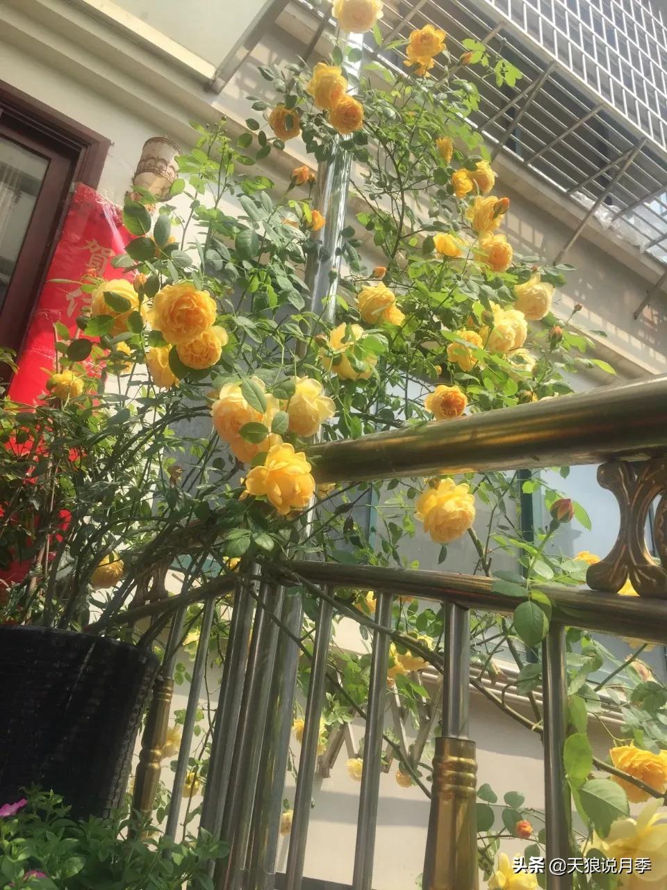 月季花是时候展现真正的技术了 (开春的第一波月季花就这么过去了)