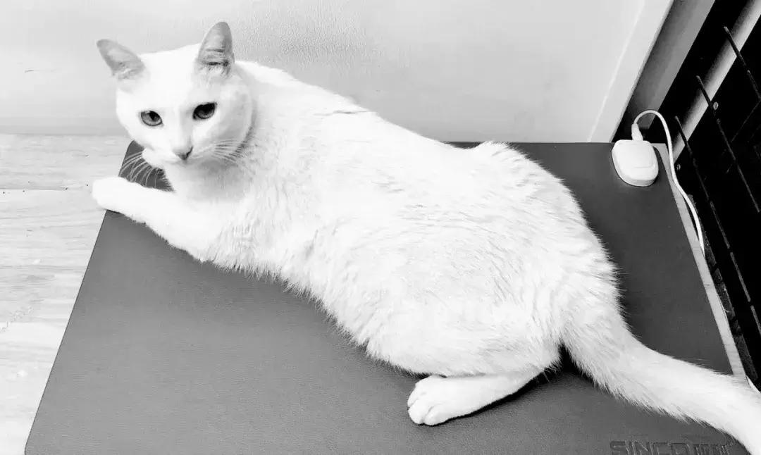 NOV006|本期设计师的名字有点难读