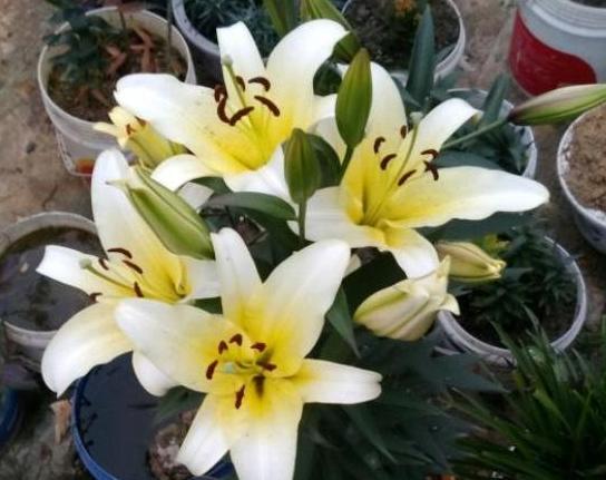 夏天植物开花没几天就凋零了，该怎么办？3点到位问题迎刃而解