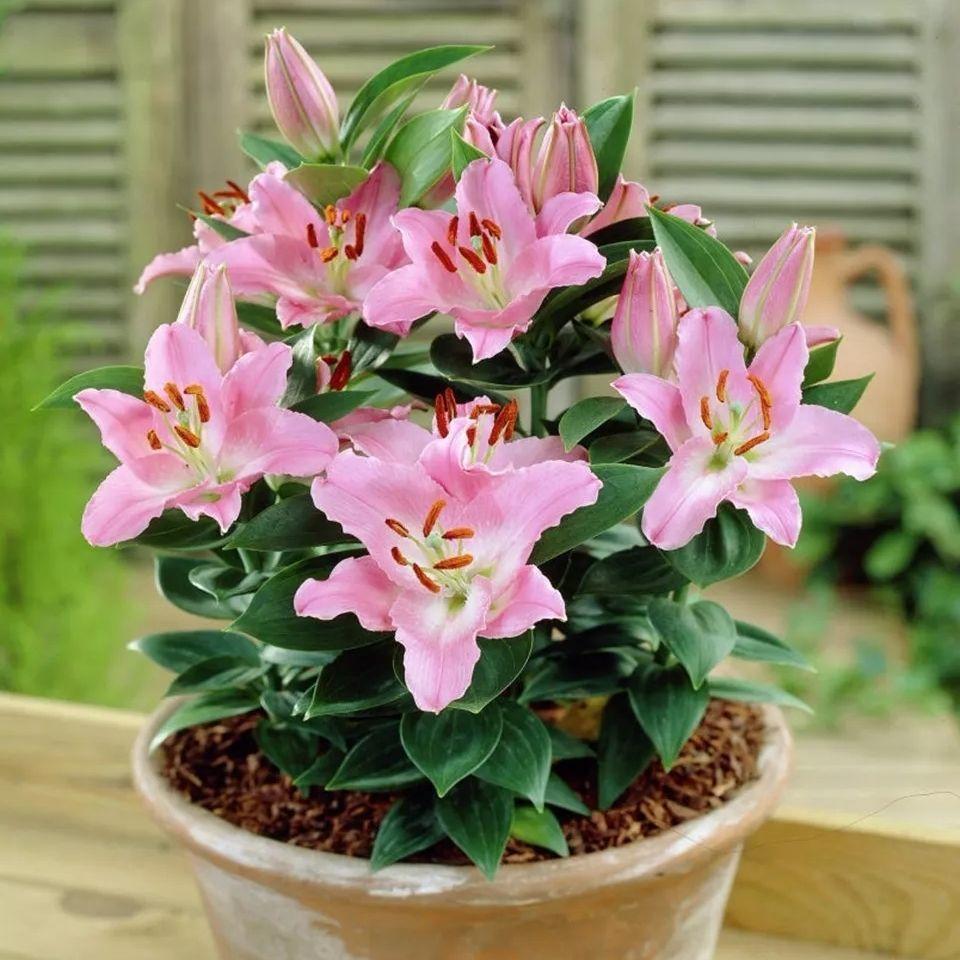 百合哪种好养开花,自己养的百合开得好美