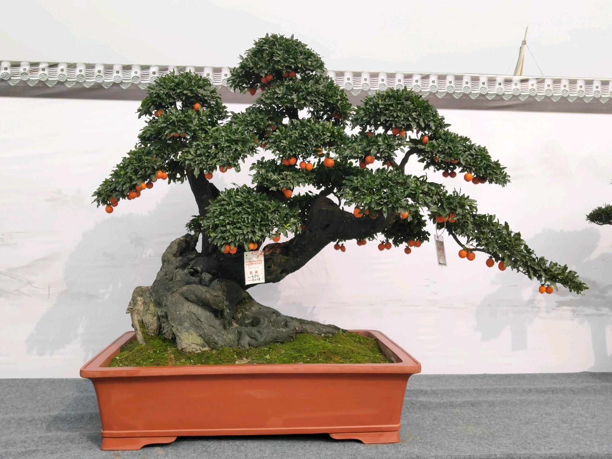 金弹子盆景怎么养才会长得快,金弹子盆景怎么养才能多结果