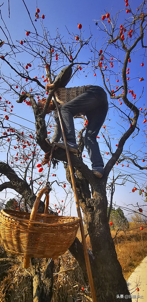高树上的柿子怎么采摘,柿子在树上摘下来怎么弄才好吃