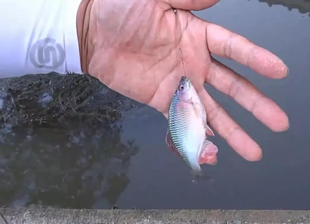 形似鳊鱼但比鳊鱼细长,形似鳊鱼的海鱼