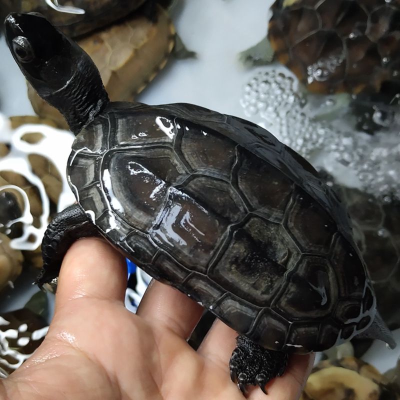 给新手推荐的几个乌龟品种,推荐新手养的乌龟