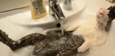 怎么用水帮兔子洗澡,打开水龙头继续洗澡