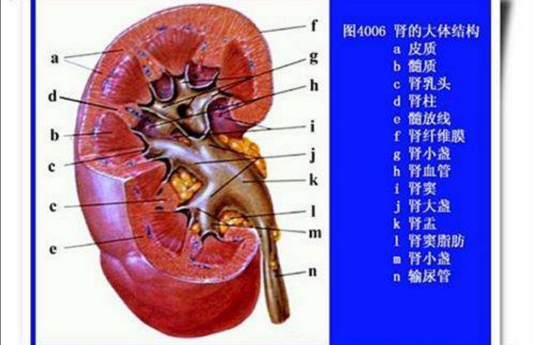 高钾血症的治疗措施包括,高钾血症的护理