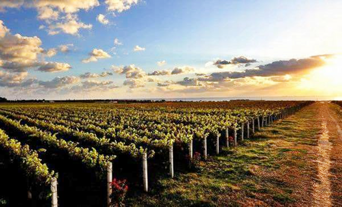 中国五大葡萄酒产区排名,中国有哪些著名葡萄酒产区和酒庄