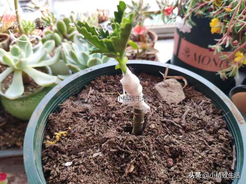 无根不死鸟嫁接长寿花教程,长寿花这样嫁接花期长还不会烂根