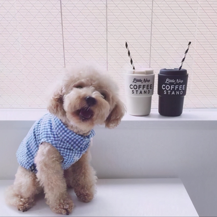 泰迪生病了一直躲着自己睡觉,泰迪命短的坏习惯有哪些