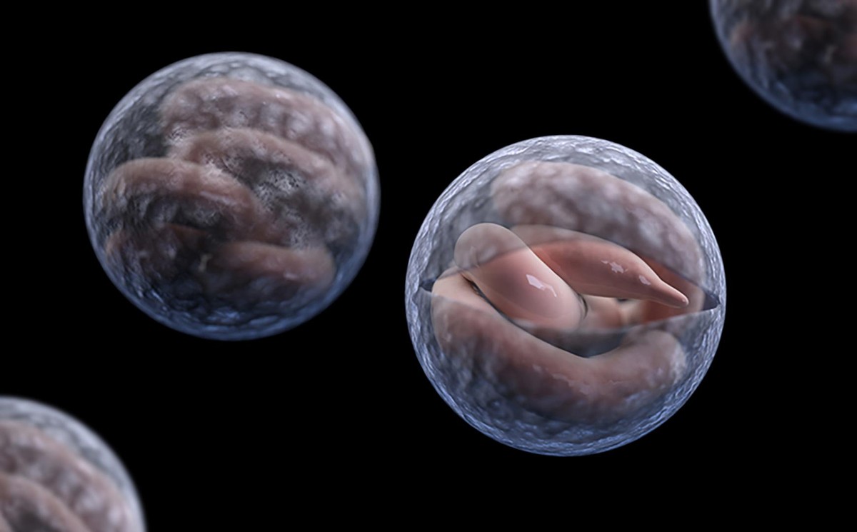 鹅粪真的可以防蛇么,鹅能杀死蛇吗