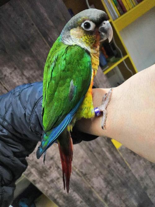 手养鸟和笼养鸟繁殖,手养鹦鹉跟笼养的区别