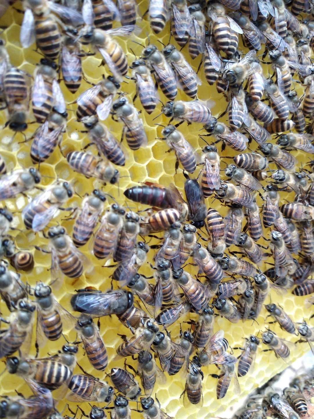 蜂王怎么挽救最快,野蜂无蜂王如何挽救