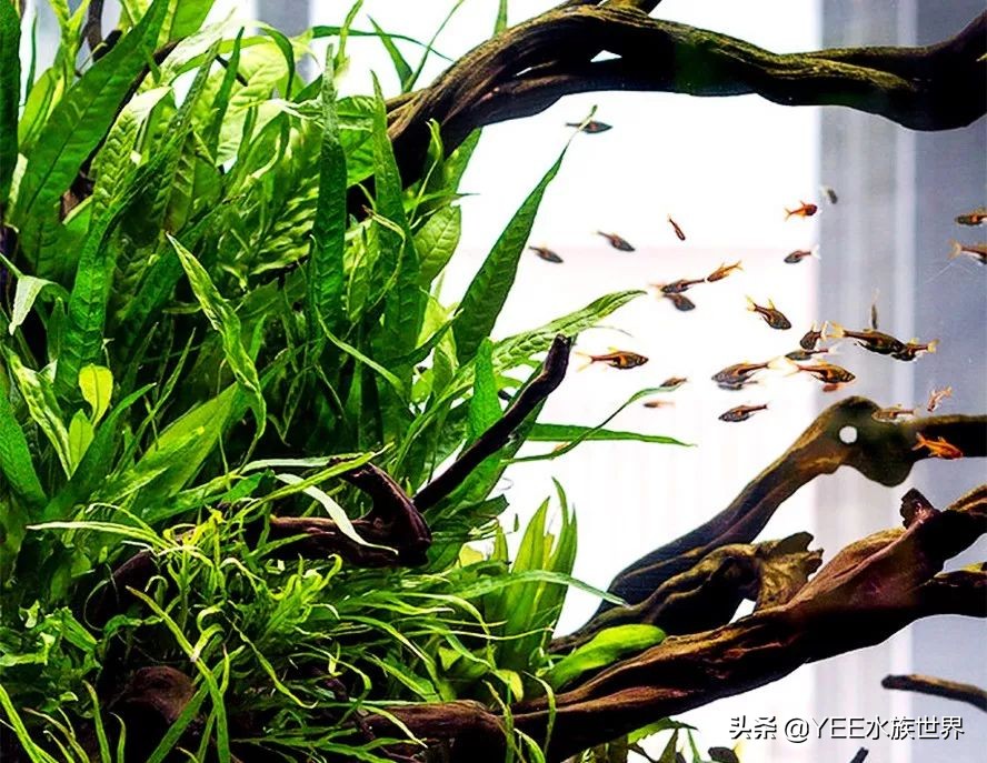 鱼缸放几种滤材最合适,鱼缸滤材有必要放那么多种吗