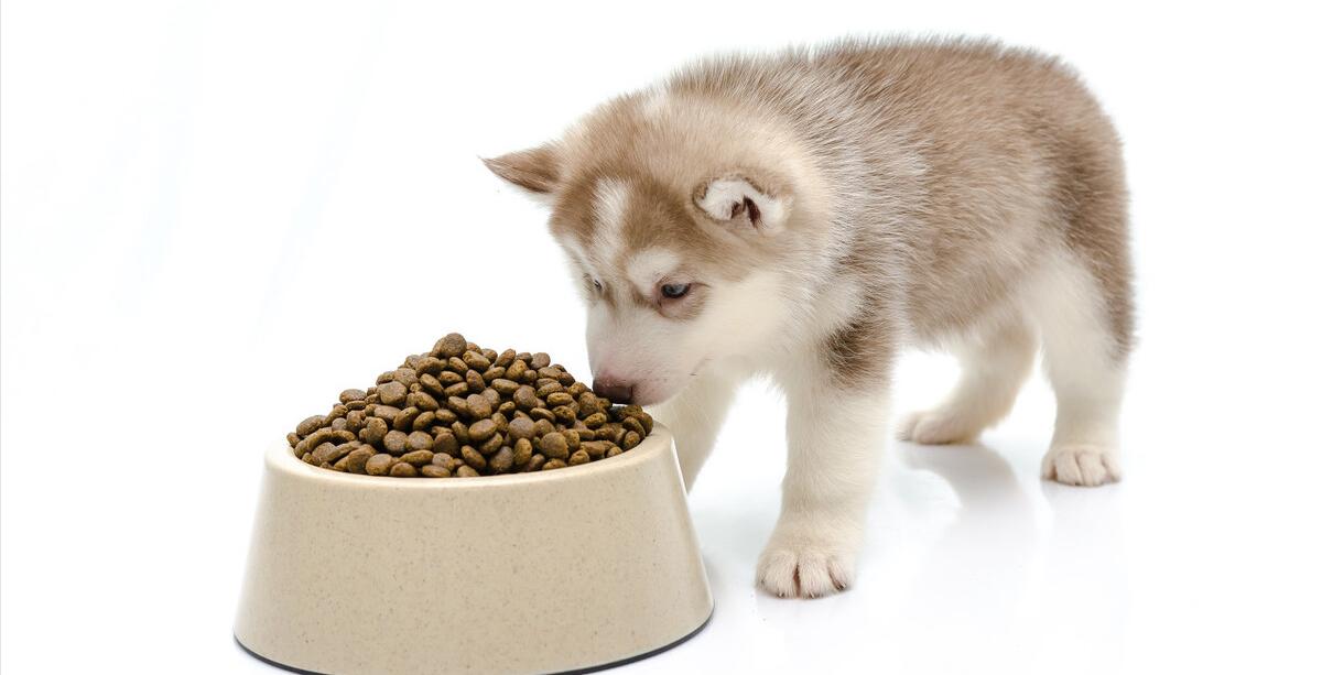 养母萨摩耶要注意什么,养母的金毛要注意什么