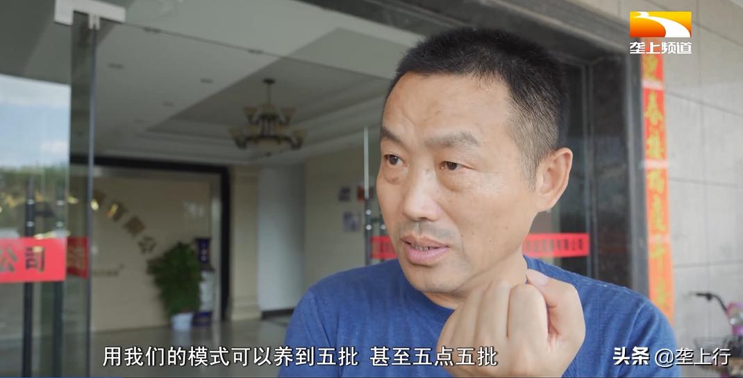 从海边逮到的虾怎么养,淡水养海虾的正确方法