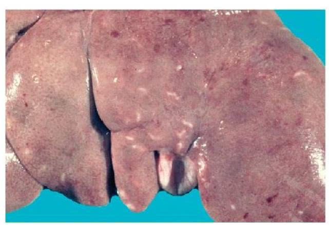 猫慢性肝炎早期几乎不能发觉，判断和预防猫慢性肝炎，应该这么做