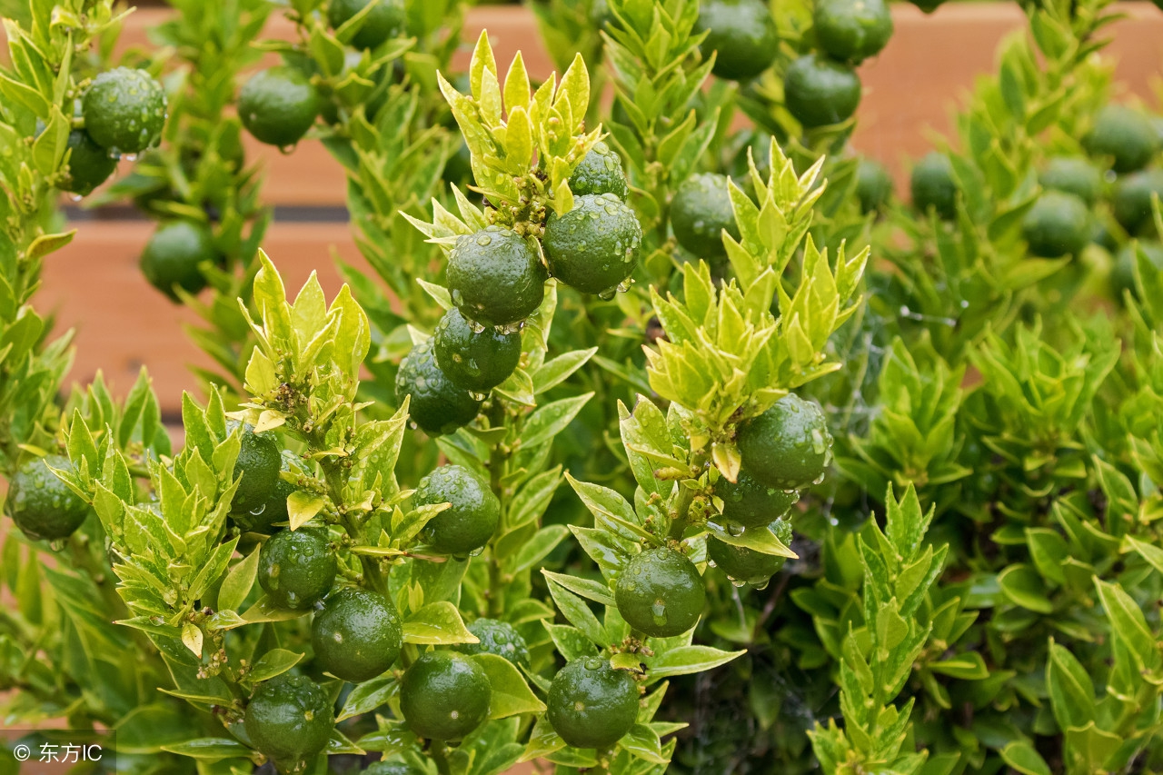 如何降低柑橘果实的酸,柑橘特别甜的原因是什么