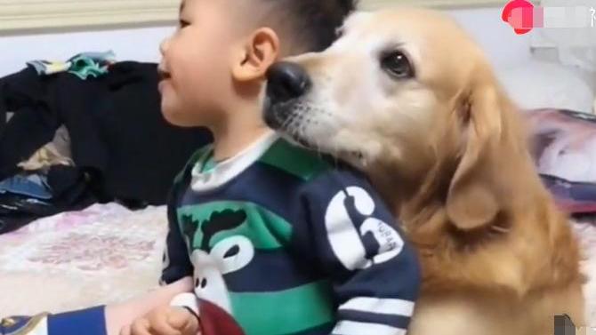 小金毛被主人教训视频,小主人被教训狗狗害怕的发抖