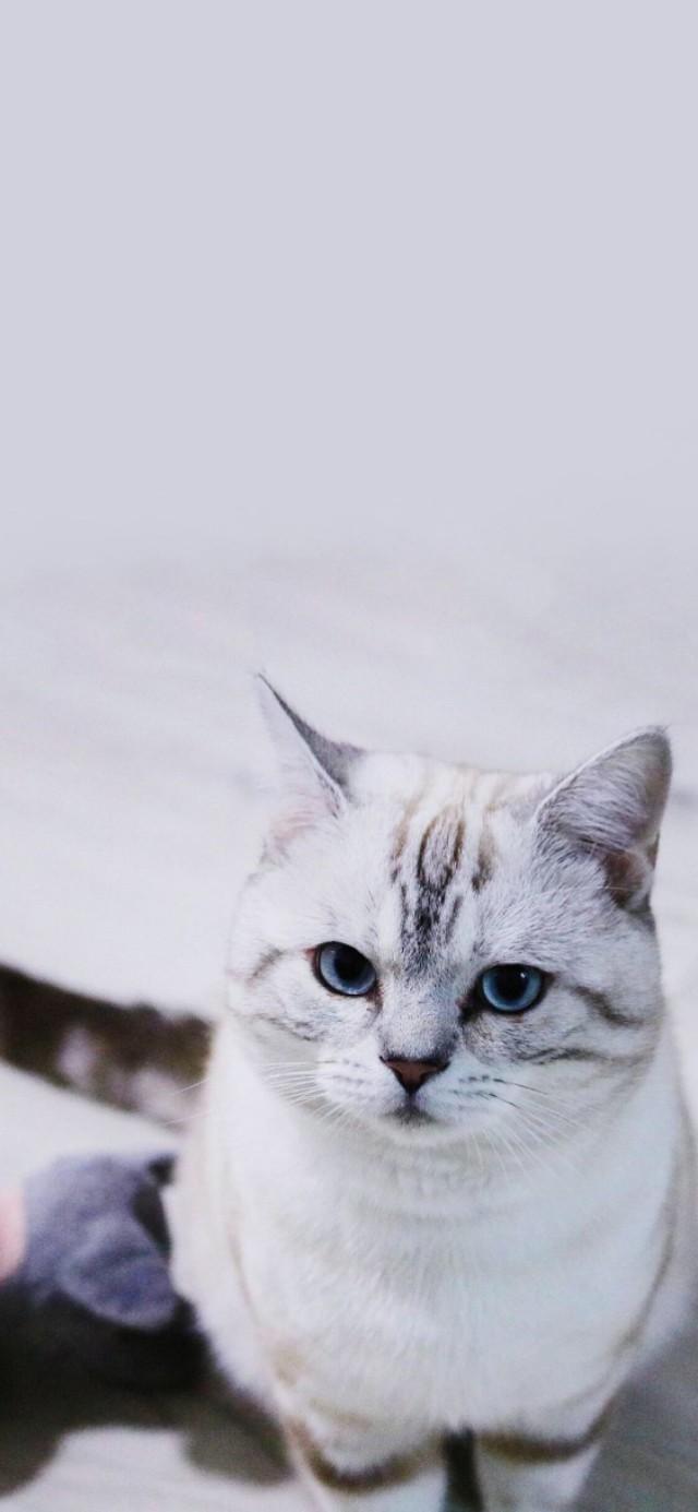 优阿壁纸头像,优阿壁纸全屏