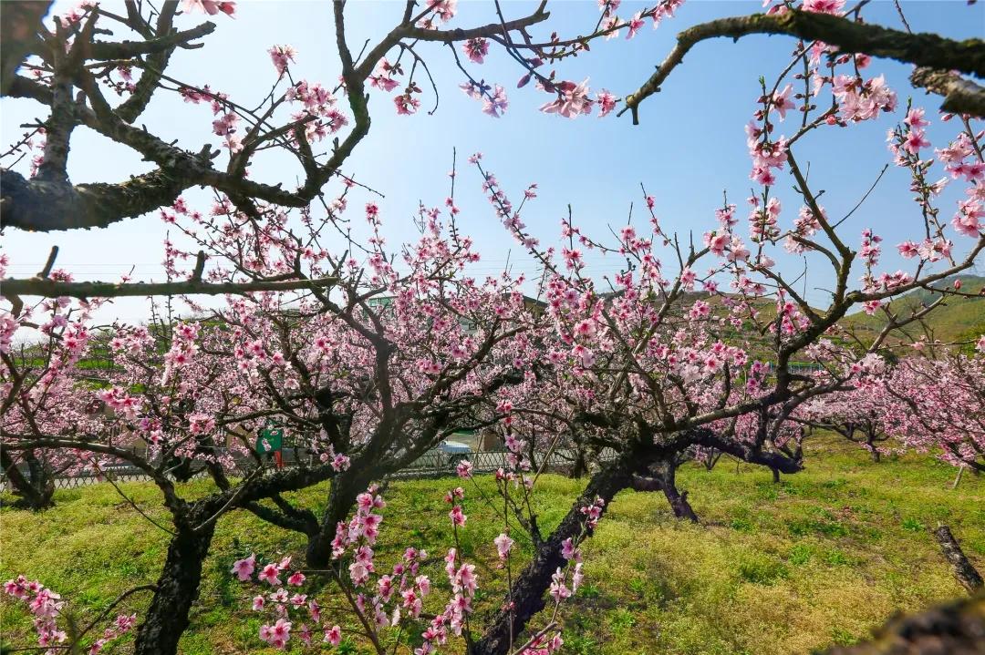 5a级景区排行榜杭州,浙江首批5a景区有哪些