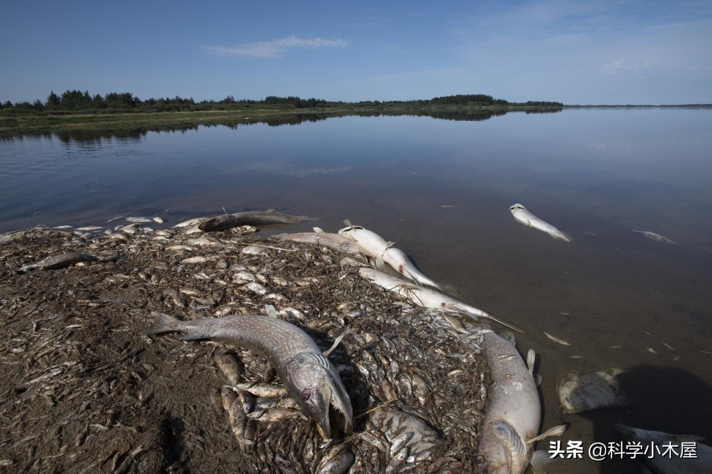 暴雨淋野生鱼会死吗,高温导致鱼类死亡