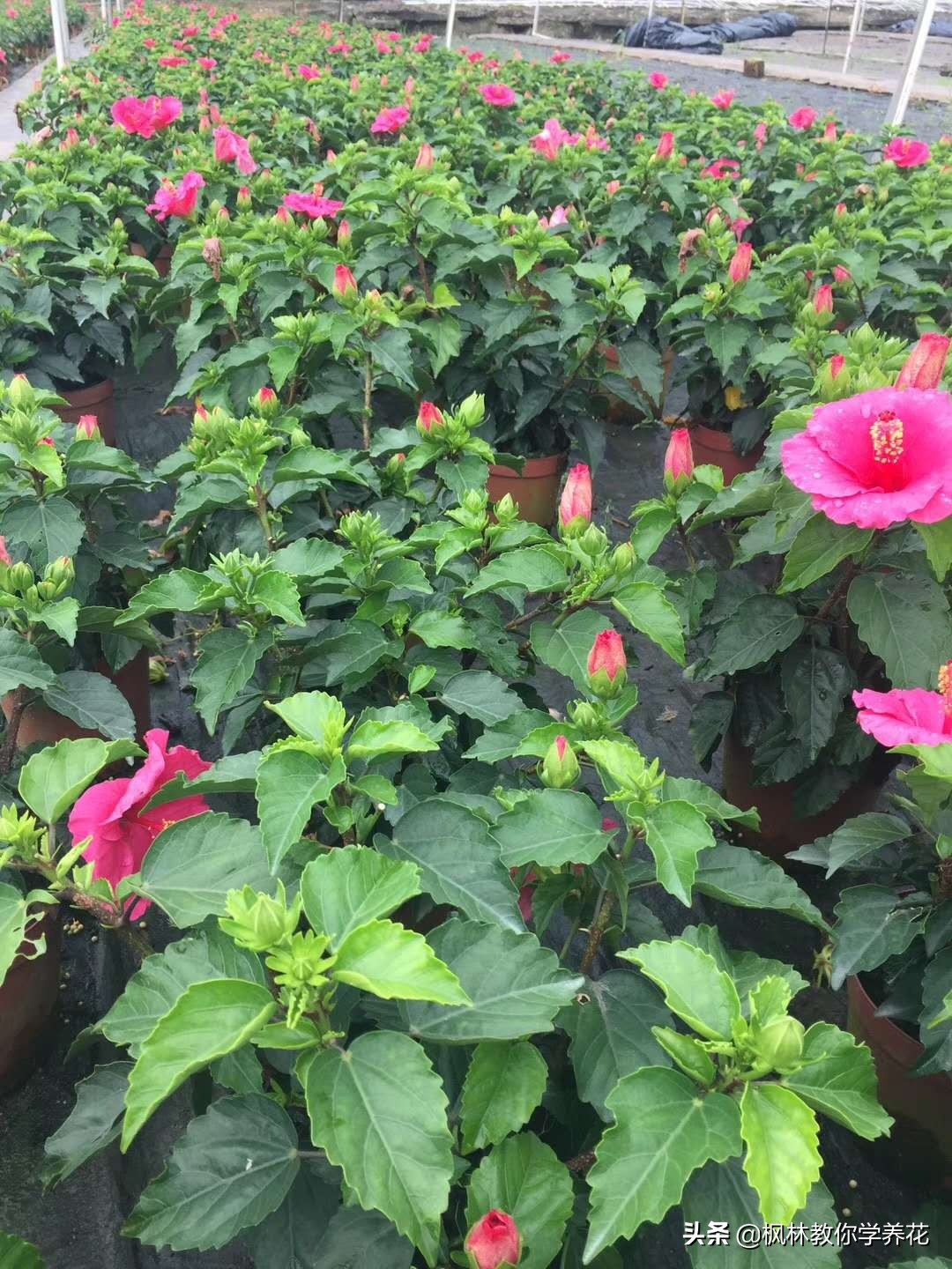 扶桑花的养护方法,收到的扶桑花蔫了如何养护