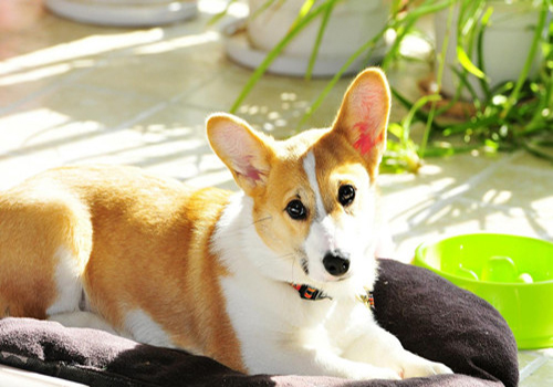 狗狗撒尿带血怎么治,养狗后尿血怎么回事男士