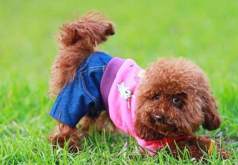 泰迪舔你的脸是什么意思,泰迪犬舔人脸是什么意思呀