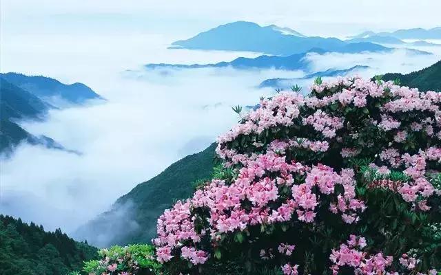 四月芳菲尽黄山杜鹃始盛开,人间四月芳菲尽高山杜鹃始盛开图