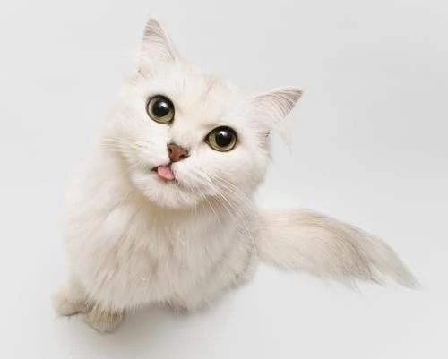 猫咪误食大块异物,猫咪误食了异物怎么办