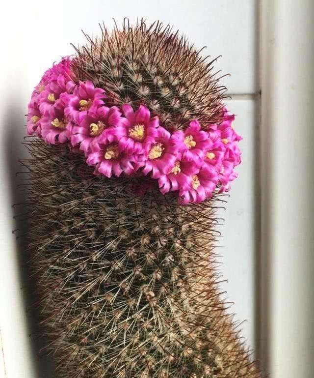 101个仙人球品种,101种仙人球开花图片