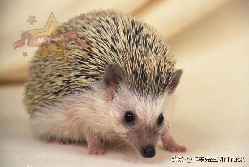 怎么养一只刺猬,新手养刺猬怎么跟它互动