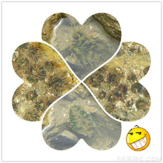 一轮骄阳升日照，二夜美梦伴海涛，三天渔家海鲜饱朋友同行欢笑多