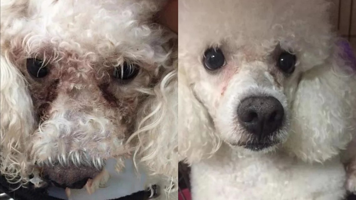 狗狗为什么有泪痕和红嘴巴,狗狗泪痕特别严重是什么原因