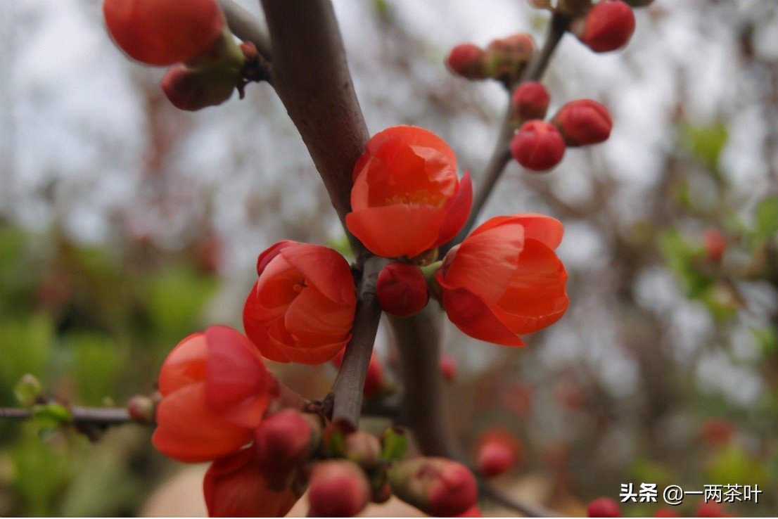 鲁西南话河南话,鲁西南话大全