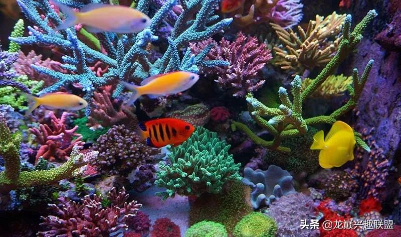 海缸最好养的生物,海缸最好养的软体生物