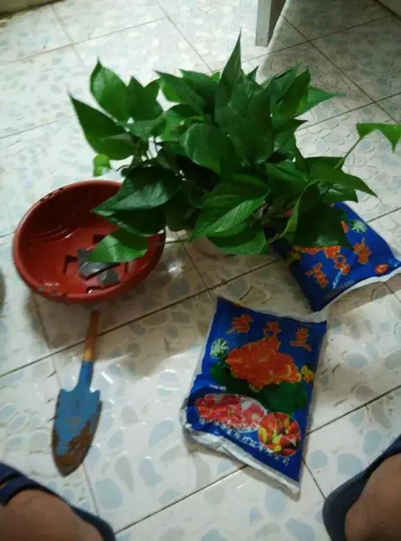 绿萝吊兰爱“吃土”,2年盆土“吃光光”,说啥也要换土!