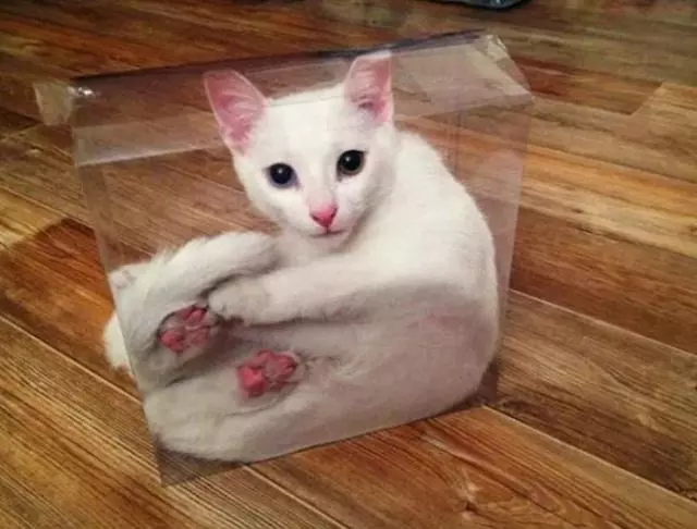 一只灵魂画手遇到猫,分享一组灵魂画手的作品