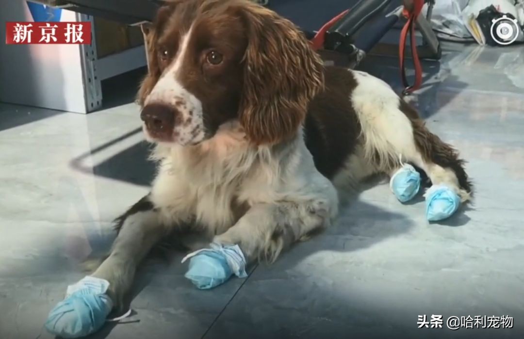 一只叫贝贝的斑点狗,有一只狗叫贝贝视频