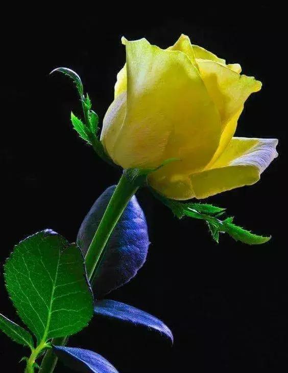 手机也能拍出黑背景，在家就能拍出摄影棚的感觉