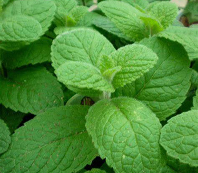 水培薄荷怎么养才能爆盆,洋薄荷水培方法