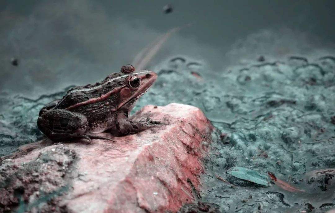 癞蛤蟆身体里的毒液是有毒的,癞蛤蟆的毒液对人体有没有伤害