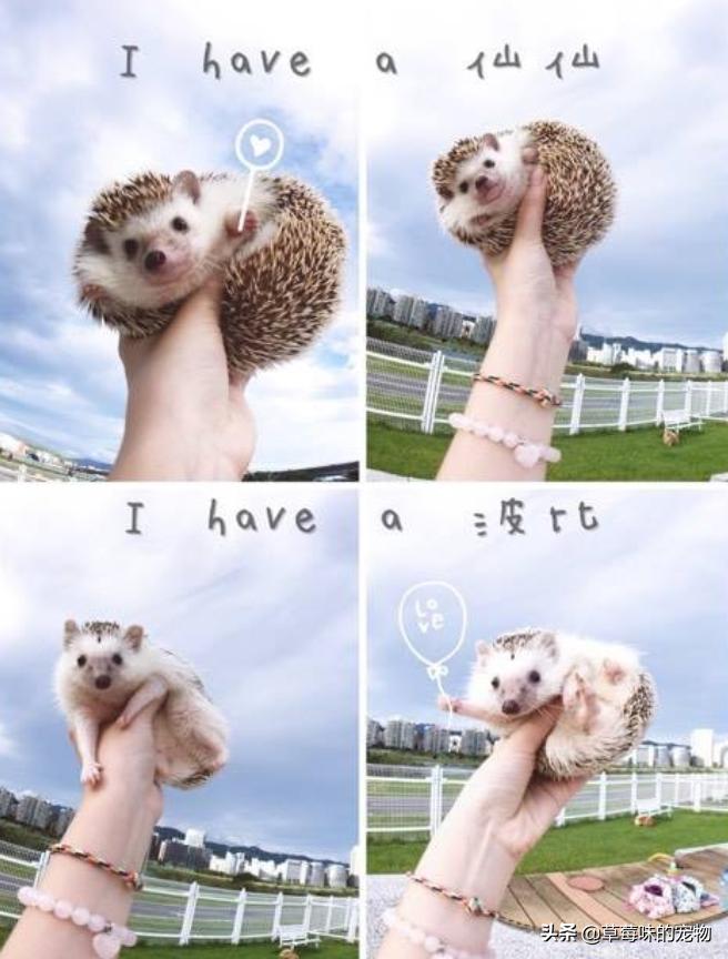 刺猬去世前兆,刺猬离世一年后