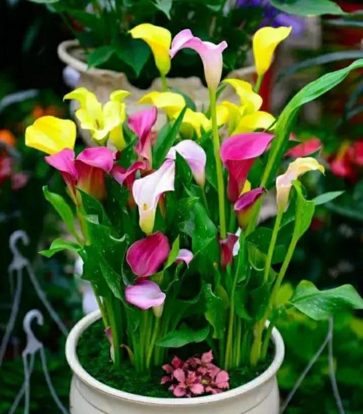 春季开花球根混种夏秋开花植物,球茎植物哪种花好看又好养活