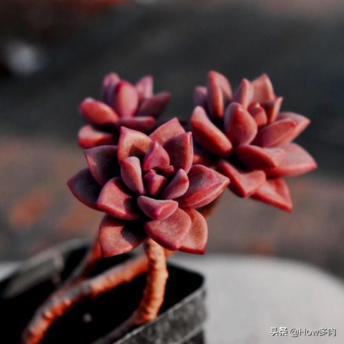 胧月宝石花多肉怎么养,姬胧月多肉植物简介